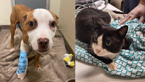 Animal Society offers $5K reward after puppy shot in foot, cat shot in spine
