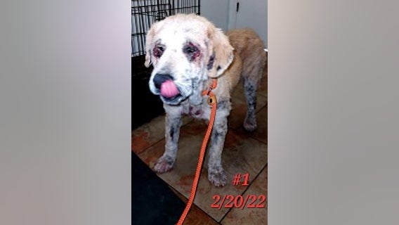 Lakeway police investigating multiple animal cruelty cases