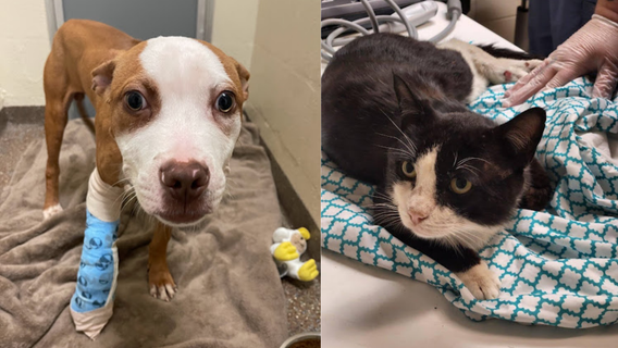 Animal Society offers $5K reward after puppy shot in foot, cat shot in spine