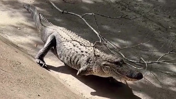 Alligator with missing leg spotted in Louisiana park
