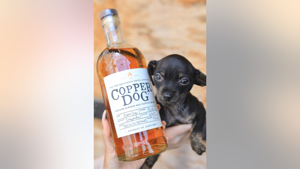 Copper Dog Scotch Whisky pledges to match APA! adoption fees for National Rescue Dog Day