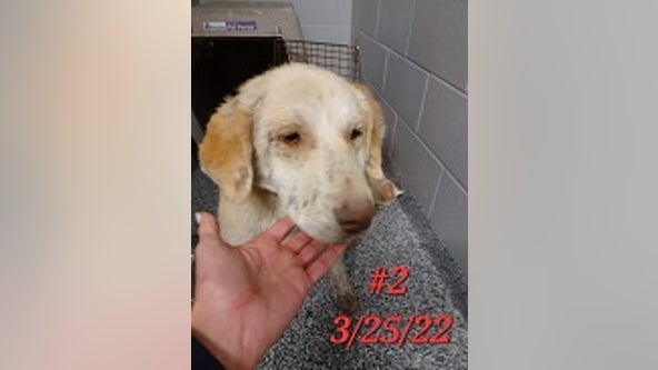 Lakeway abandoned dogs healing; police search for animal cruelty suspect