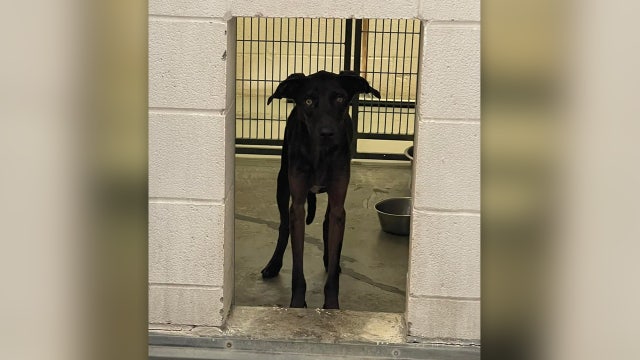 Emaciated dogs removed from Texas home thanks to Good Samaritan