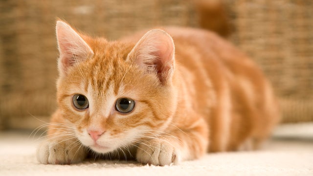 Austin Humane Society to hold 8th annual Kitten Shower