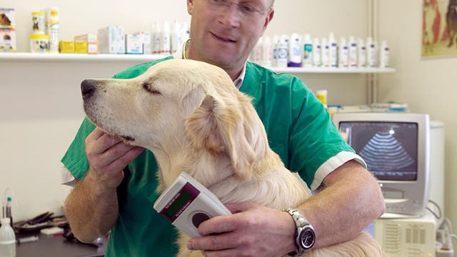 Austin Animal Center holding free microchip clinic at Dove Springs Rec Center