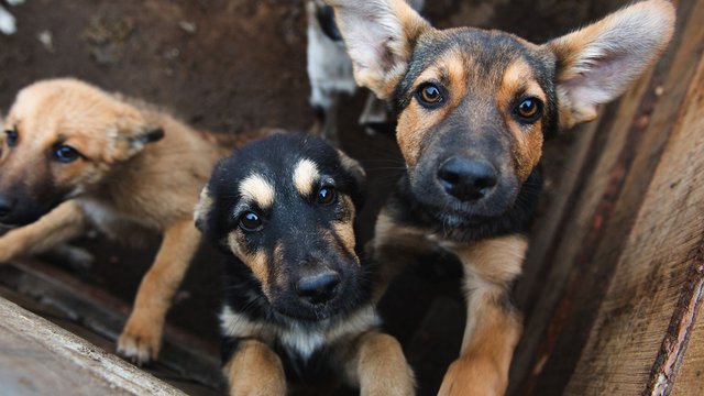 Drink coffee, pet puppies at Jo's Puppy Party benefiting Austin Humane Society