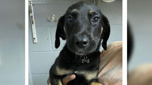 23 puppies adopted, fostered following APA!'s urgent call due to Puppy Parvo ICU flood