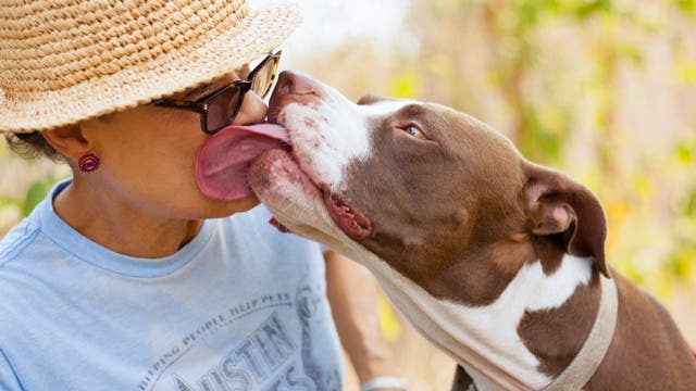 Austin Pets Alive! helps rescue 60 animals from euthanasia lists