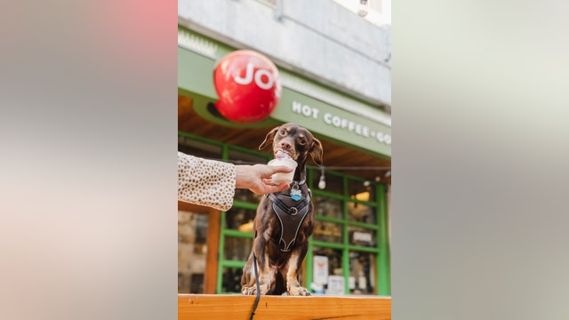 Jo's Coffee in downtown Austin hosting 'Yappy Hour'