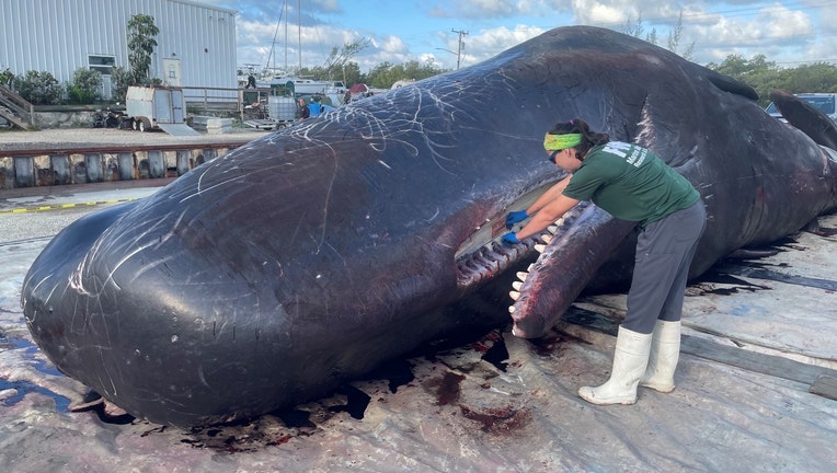 fwc sperm whale florida keys