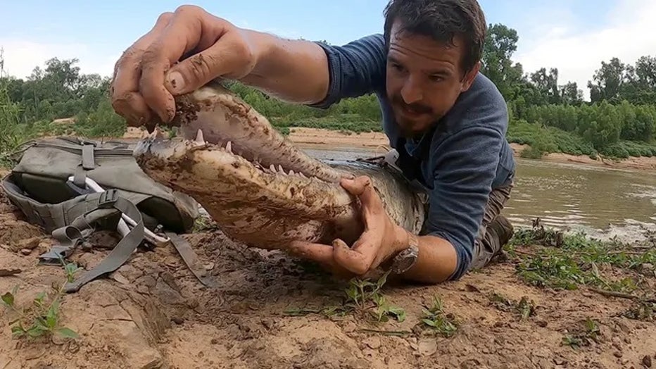 "Very few fish like this even still exist. Alligator gar are a native species that play a key role in their environment. Efforts to expand protections for these incredible animals is ongoing but in the meantime, should you catch one like this, be sure to release it alive," Moore said. (Payton Moore / WILD LIFE YouTube)