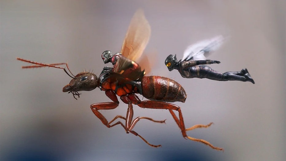 ant-man-and-the-wasp.jpg