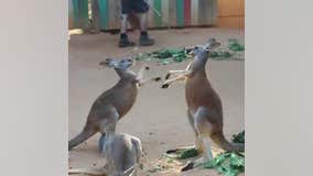 Two kangaroos tussle at San Antonio Zoo