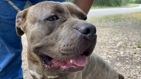Lockhart Animal Shelter waiving adoption fees for two weeks