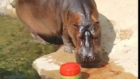 Timothy the Hippo keeps cool with fruit popsicle at San Antonio Zoo