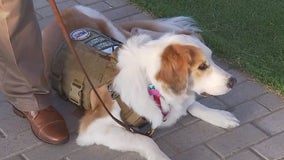 K9s for Warriors provides service dogs to help veterans suffering from PTSD