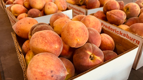 Hill Country peach crops behind schedule due to heat, drought
