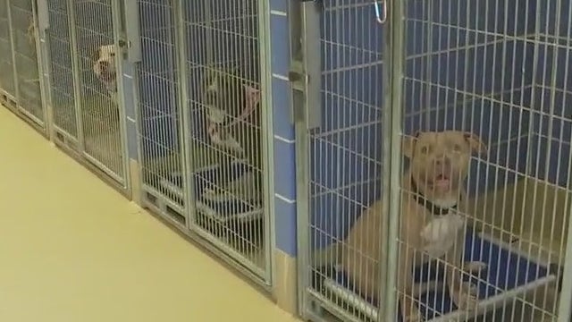 Austin Animal Center leadership responds after doubts cast on operations