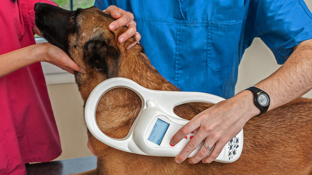 Austin Animal Center hosting free microchip, rabies vaccine clinic