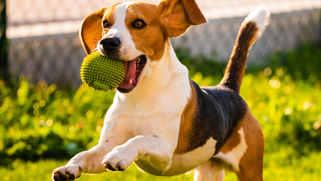 How to keep pets safe, comfortable during a warm-weather power outage