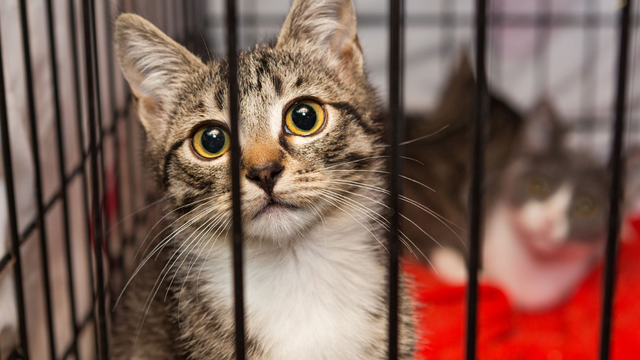 Austin Animal Center waiving all adoption fees for 13th annual KittyPalooza