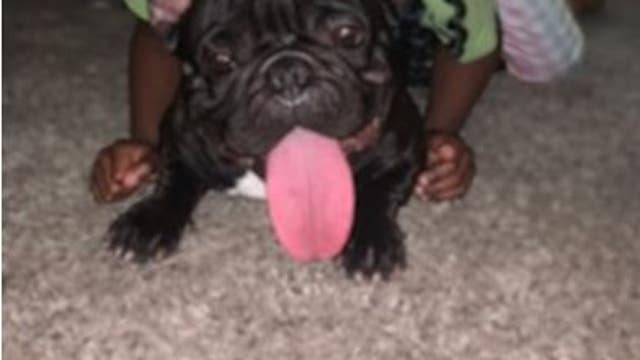 4 expensive dogs stolen from southeast side vet spa, one area family demanding answers