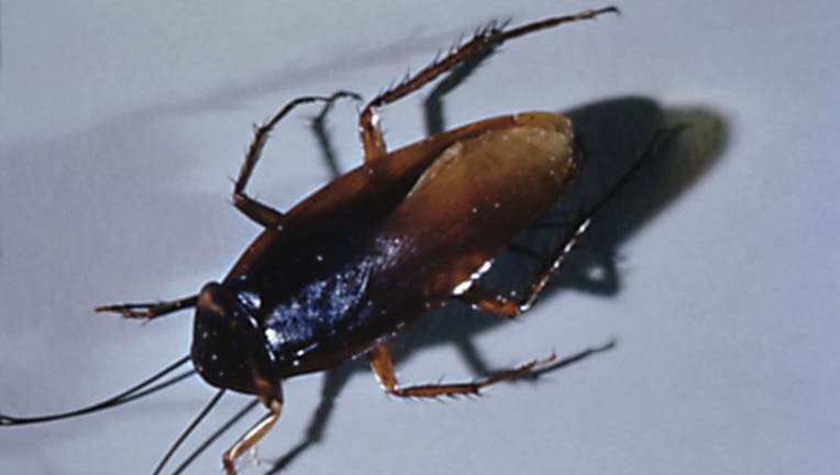 Adult Cockroach