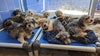 Austin Animal Center takes in more than 40 dogs from eviction case