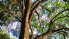 Austin Tree of the Year Awards returns after nearly a decade