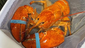 Florida Red Lobster finds rare 1-in-30-million orange lobster