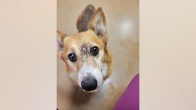 'Lucky to be alive': Arthur the corgi survives after being shot in the head, Pennsylvania SPCA says