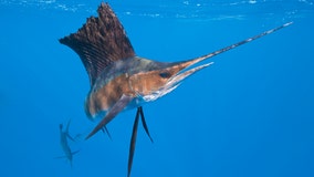 100-pound sailfish leaps out of water, stabs woman off Florida coast