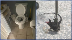 'Look before you sit': South Florida woman finds green iguana hiding in her toilet