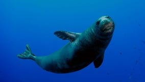 ‘Give them space’: Swimmer injured by nursing Hawaiian monk seal with pup in Waikiki
