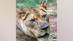 Birmingham Zoo: Lioness killed while meeting male lion
