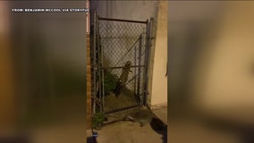 Watch: Man attacked by raccoon while walking in South Philadelphia