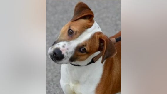 Happy, energetic pup looking for his forever home after four years at Leander shelter