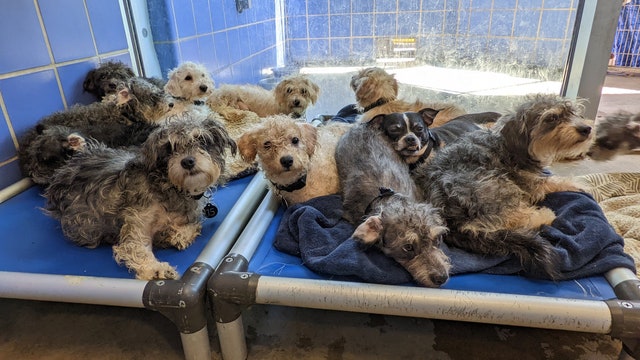 Austin Animal Center takes in more than 40 dogs from eviction case