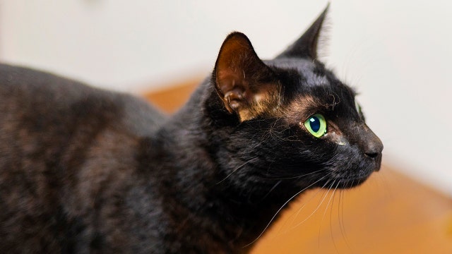 Cat caught after weeks on the run at Boston airport