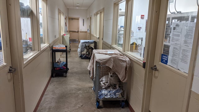 'We need our community': Austin Animal Center urging public to adopt, foster or volunteer