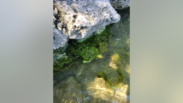 City investigating after dog dies at 'Barking Springs', exposure to toxic algae suspected