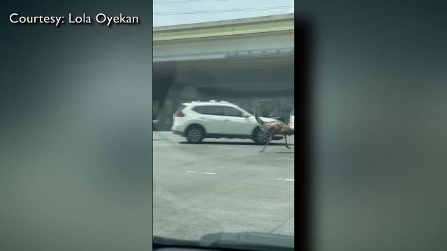 Exotic animal spotted running near Houston highway