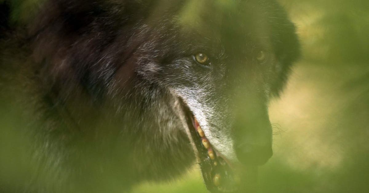Isle Royale wolf population has dramatic comeback after nearly dying ...