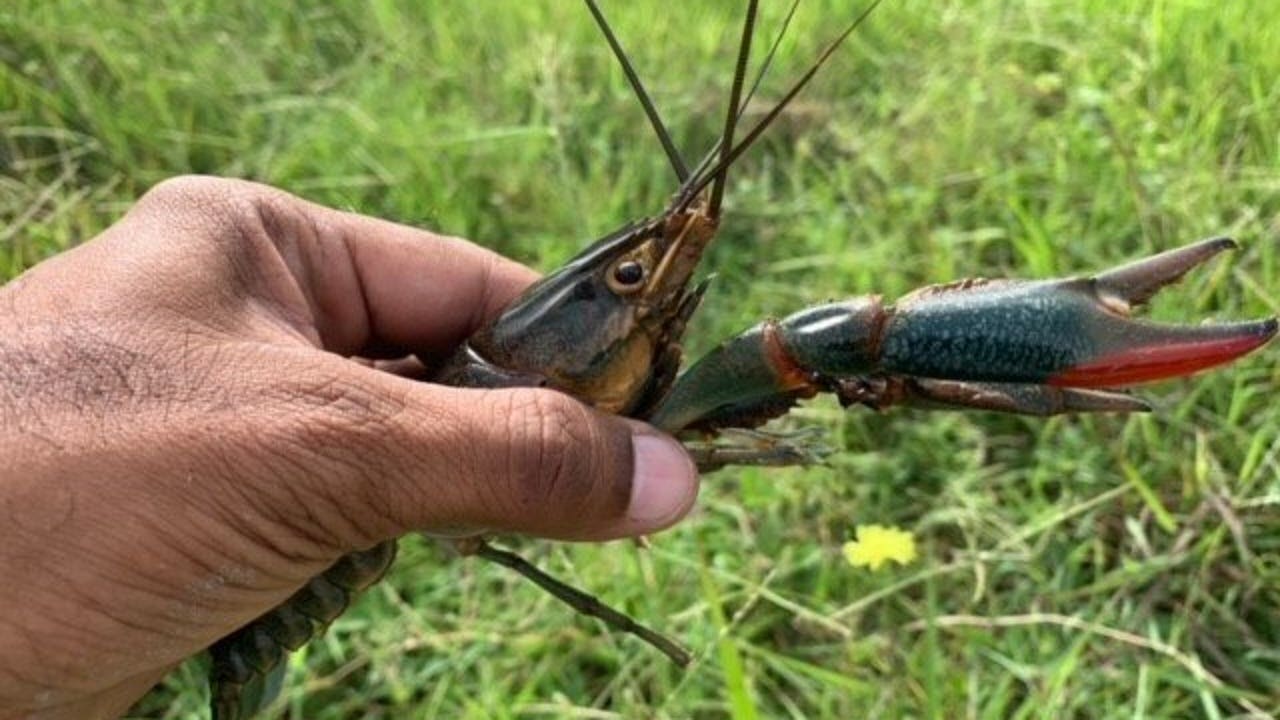 Invasive Australian Redclaw Crayfish discovered in Texas Invasive Australian Redclaw Crayfish discovered in Texas