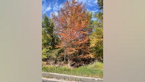 Drought in Texas: How to protect trees in extreme heat, dry conditions