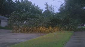 Downed trees among the storm damage in hard-hit Livonia