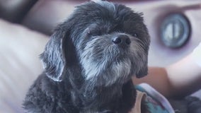 Adopted boy advocating for senior dog adoption with help of Central Texas canine ranch