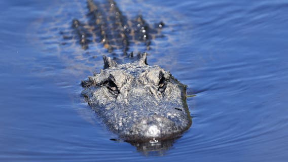 Alligator attacks, kills 88-year-old woman in South Carolina