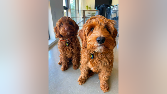 Missing dog: Lakeway couple offers $10K reward for information on mini labradoodle