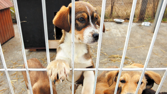 Austin Pets Alive! intakes 40 puppies positive for parvo, seeking help from community